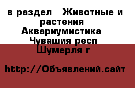  в раздел : Животные и растения » Аквариумистика . Чувашия респ.,Шумерля г.